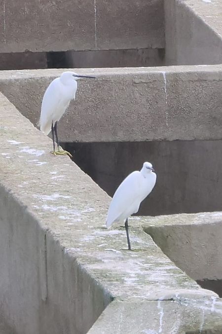 Garzetta  - Sergio Enrico Gallo
