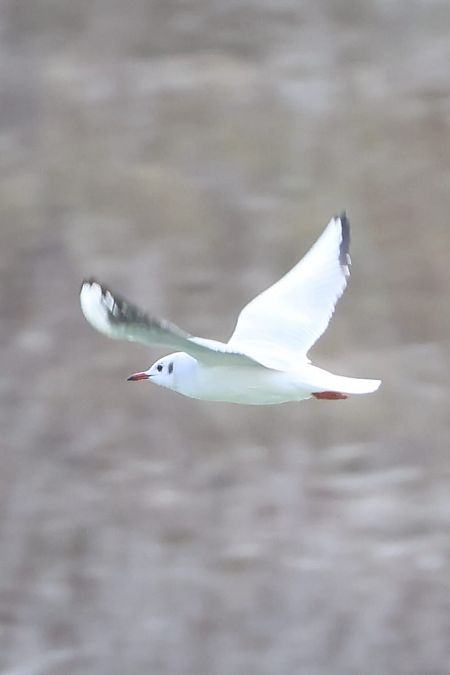 Gabbiano comune  - Sergio Enrico Gallo