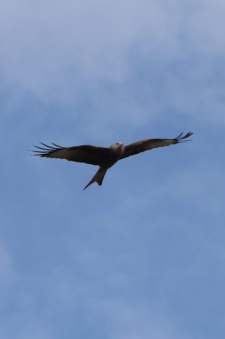 Nibbio reale  - Sergio Enrico Gallo