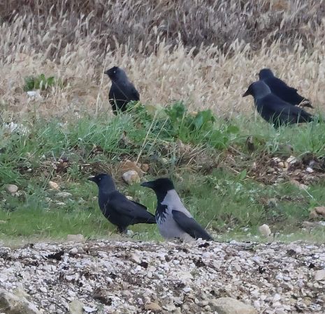 Cornacchia grigia  - Sergio Enrico Gallo