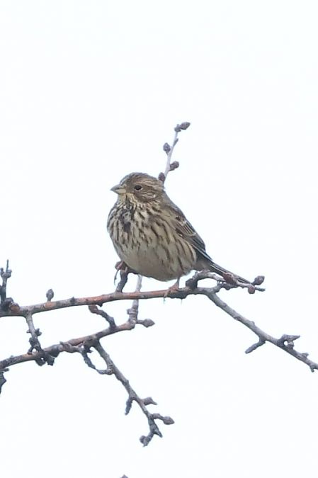 Strillozzo  - Sergio Enrico Gallo