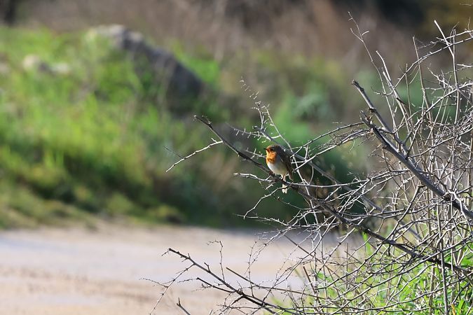Pettirosso  - Sergio Enrico Gallo