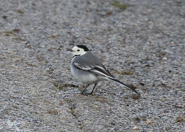 Ballerina bianca  - Sergio Enrico Gallo