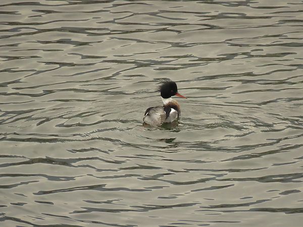 Smergo minore  - Dario Donzelli