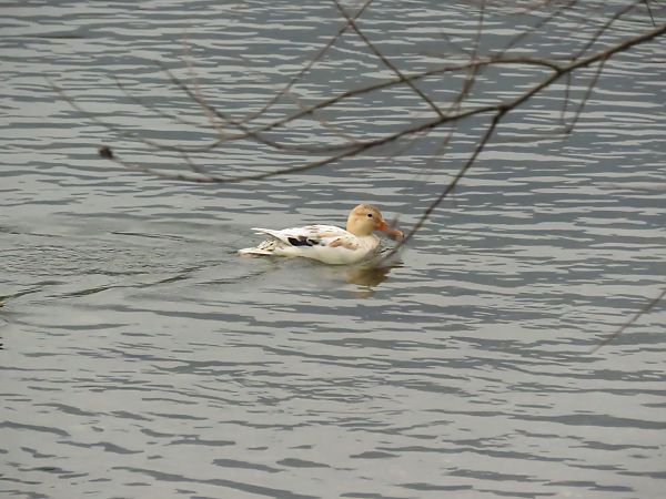 Germano reale  - Dario Donzelli