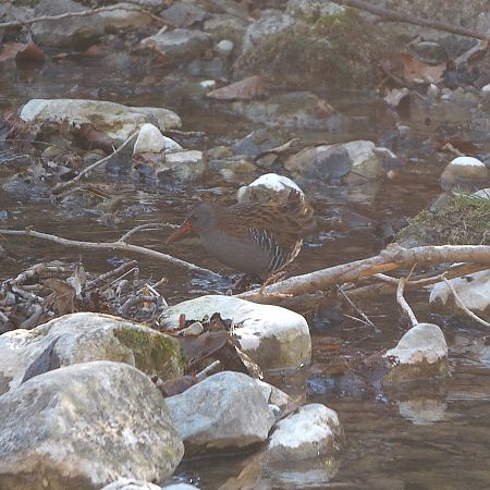 Porciglione  - Simon Rabensteiner