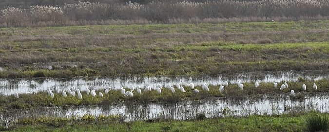 Garzetta  - Carlo Galletti
