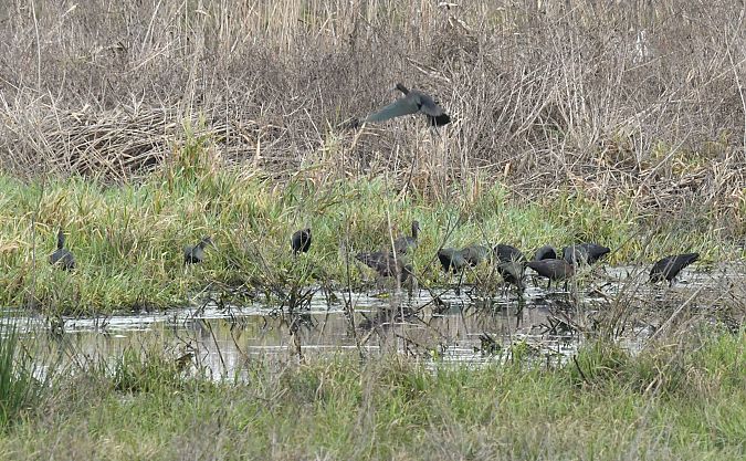 Mignattaio  - Carlo Galletti