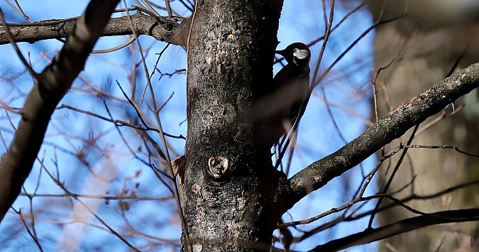 Picchio rosso maggiore  - Renato Sascor
