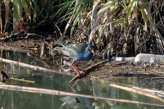 Pollo sultano di Allen 