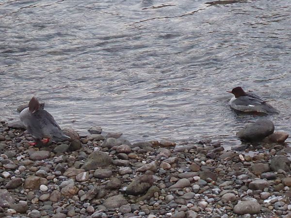 Smergo maggiore  - Luca Marinoni