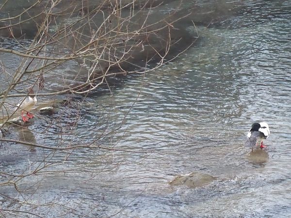 Smergo maggiore  - Luca Marinoni