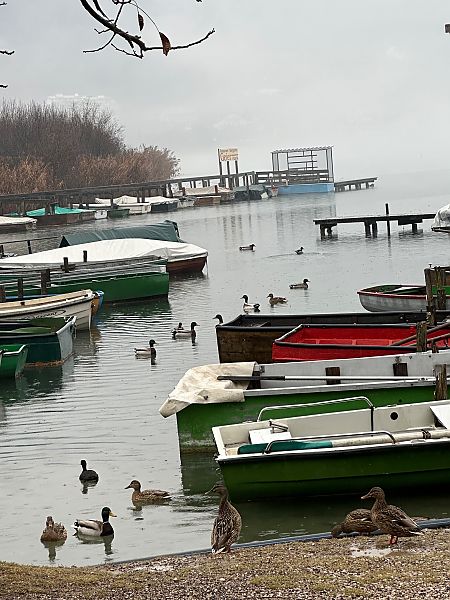 Germano reale  - Dietmar Zwerger