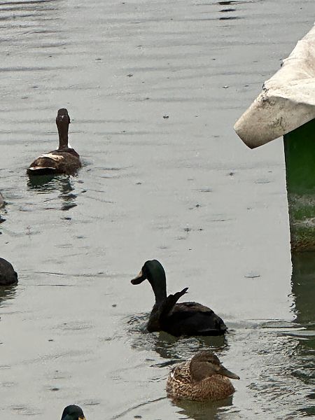 Anatra germanata  - Dietmar Zwerger