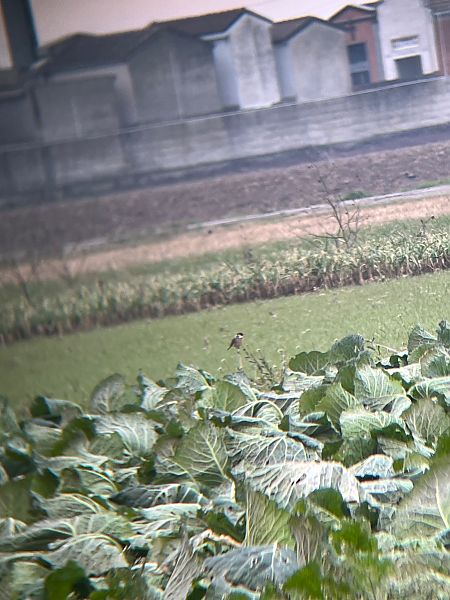 Saltimpalo comune  - Francesco Daprà