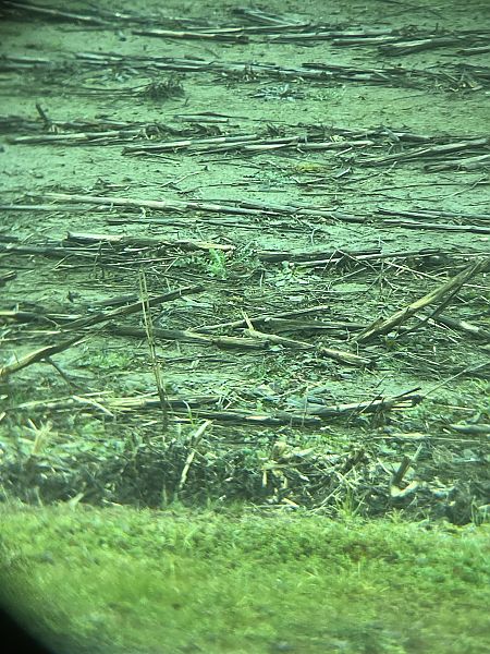 Tottavilla  - Francesco Daprà