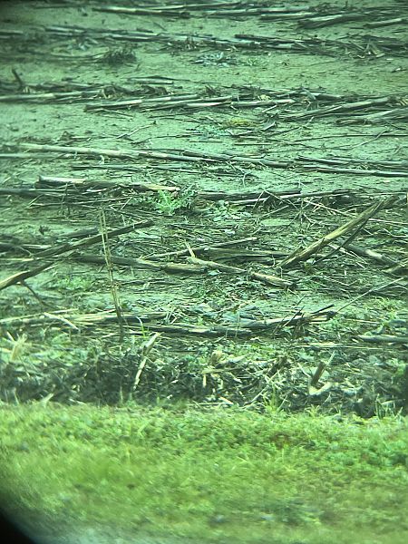 Tottavilla  - Francesco Daprà