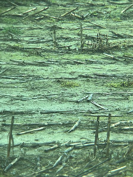 Tottavilla  - Francesco Daprà