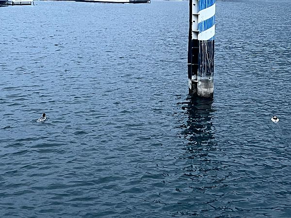 Smergo maggiore  - Francesco Daprà