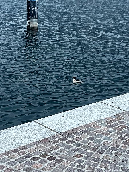 Smergo maggiore  - Francesco Daprà