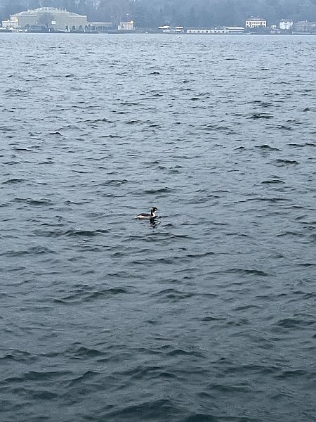 Svasso maggiore  - Francesco Daprà