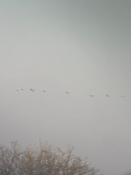 Gru  - Francesco Daprà