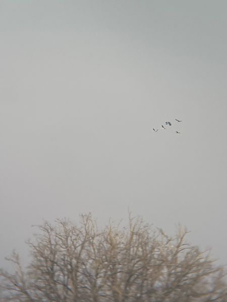 Gru  - Francesco Daprà