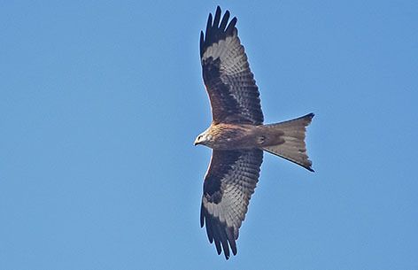 Nibbio reale  - Renzo Falzoni