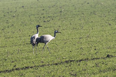 Gru  - Renzo Falzoni