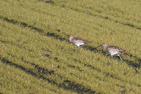 Chiurlo maggiore  - Renzo Falzoni