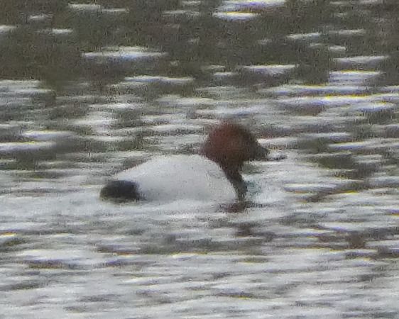 Moriglione  - Massimo Angei