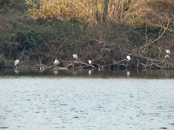 Airone cenerino  - Massimo Angei