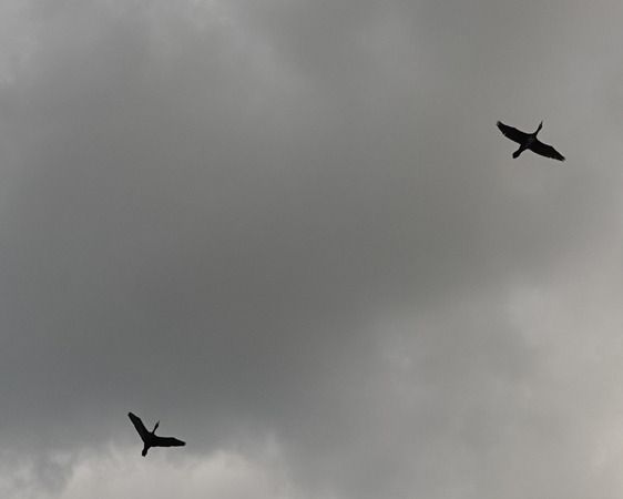 Cormorano  - Massimo Angei