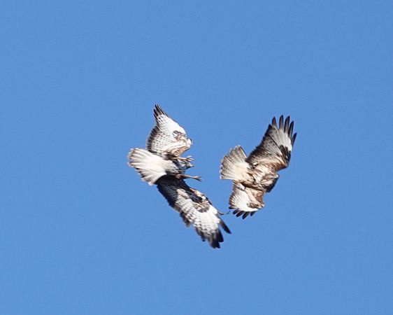 Poiana  - Massimo Angei