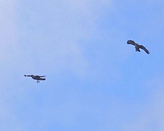 Poiana  - Massimo Angei