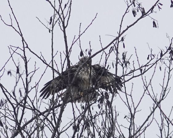 Common Buzzard  - Massimo Angei