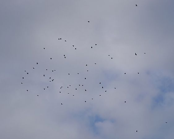 Colombaccio  - Massimo Angei