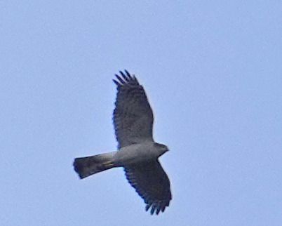 Sparviere  - Massimo Angei