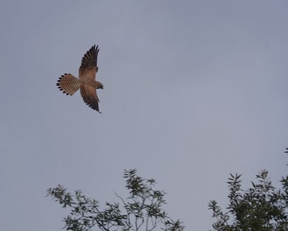 Gheppio  - Massimo Angei