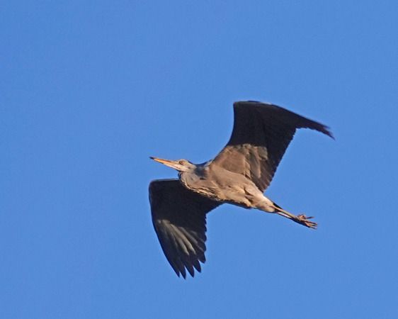 Airone cenerino  - Massimo Angei