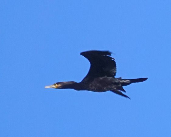 Cormorano  - Massimo Angei