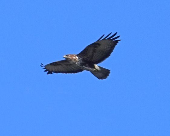 Poiana  - Massimo Angei