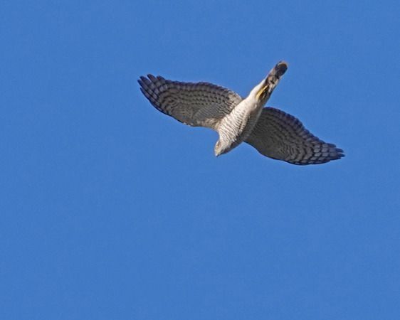 Sparviere  - Massimo Angei