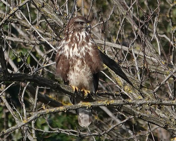 Poiana  - Massimo Angei