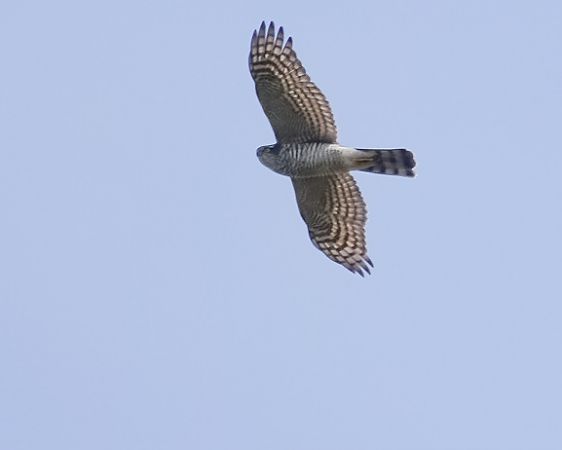 Sparviere  - Massimo Angei