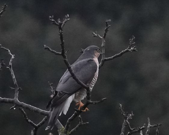 Sparviere  - Massimo Angei