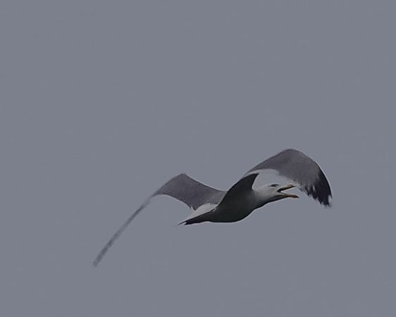 Gabbiano reale  - Massimo Angei