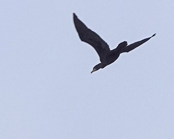 Cormorano  - Massimo Angei