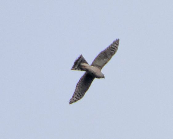 Sparviere  - Massimo Angei