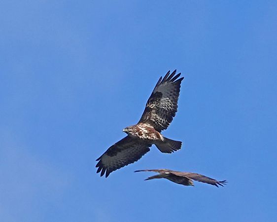 Poiana  - Massimo Angei